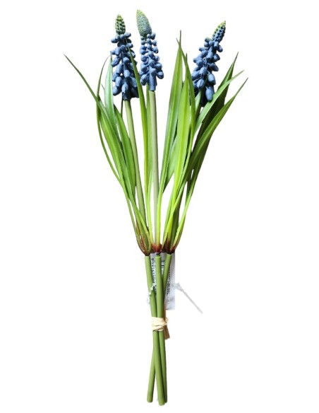 Modřenec svazek- 3 stonky