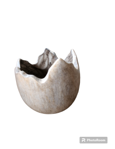 Skořápka polyresin 13cm natural 2